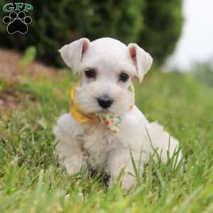 Livi, Miniature Schnauzer Puppy